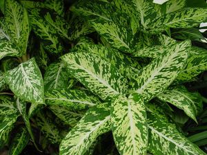 Особенности размножения диффенбахии