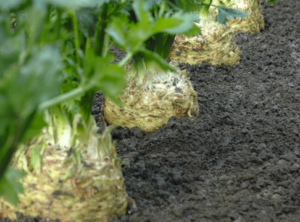 Выращивание сельдерея из семян