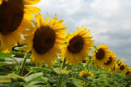 Подсолнечное масло в России рекордно подорожало