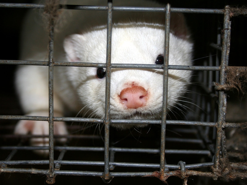 В Дании решили уничтожить всех норок в рамках борьбы с новым штаммом коронавируса