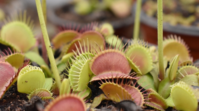 Венерину мухоловку превратили в робота-манипулятора