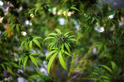 Российские бизнесмены заинтересовались коноплей