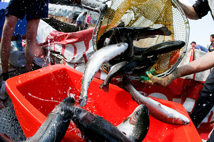 МСП Банк поддержал семейное форелевое хозяйство в Мурманской области