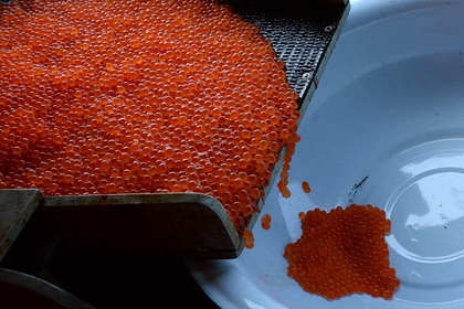 В нехватке икры для россиян обвинили плохую путину