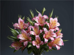 Букеты с альстромериями: отличный подарок